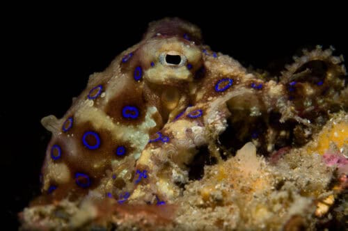 Blue Ring Octopus with Rings Displayed
