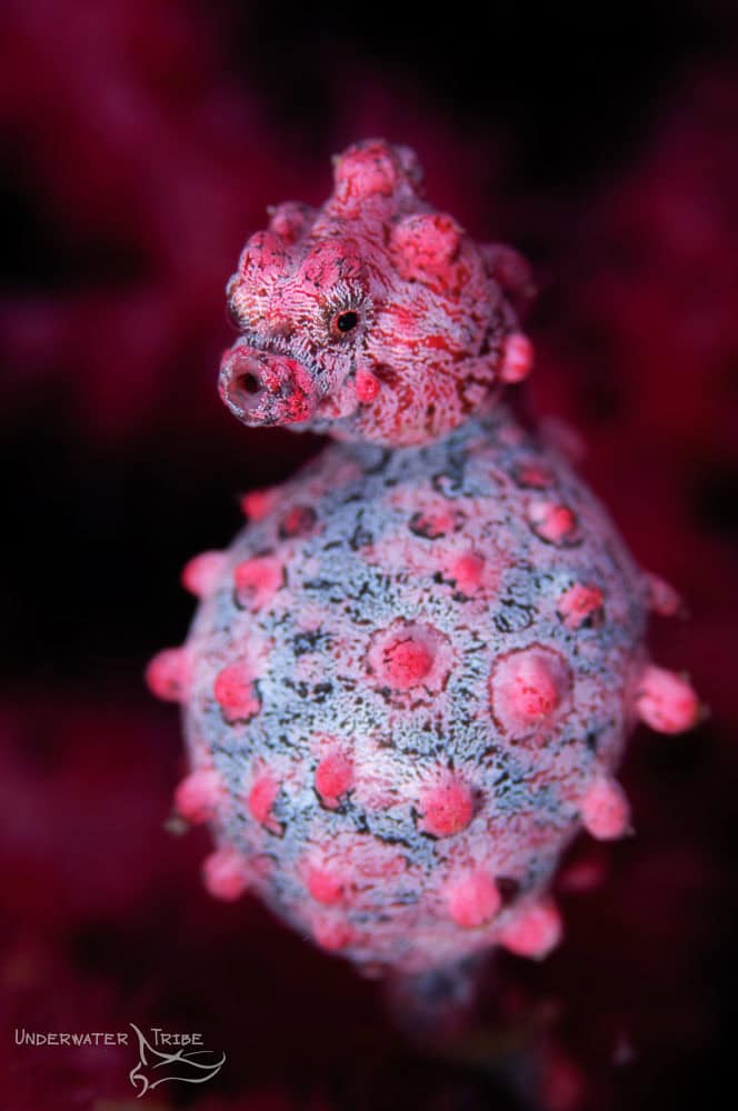 Pygmy Seahorses
