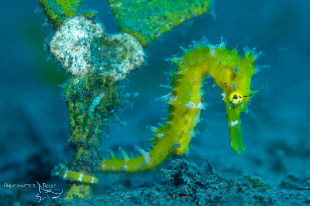 Seahorses