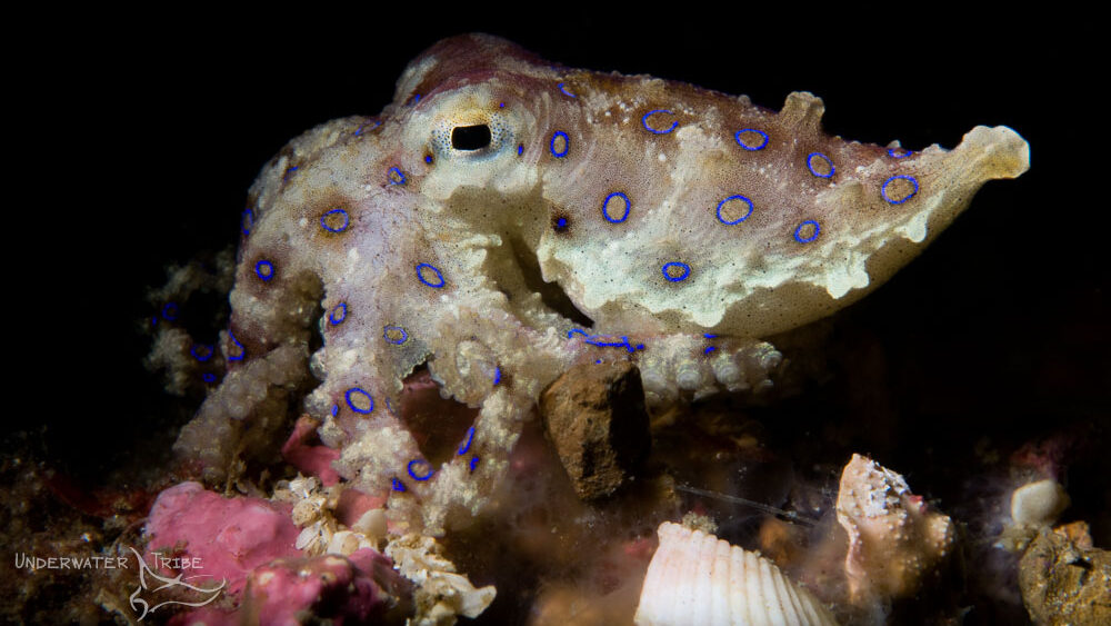 Lembeh Strait Blue Ring