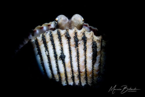 Marcie NAD Lembeh