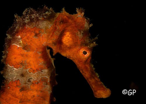 Craig NAD Lembeh