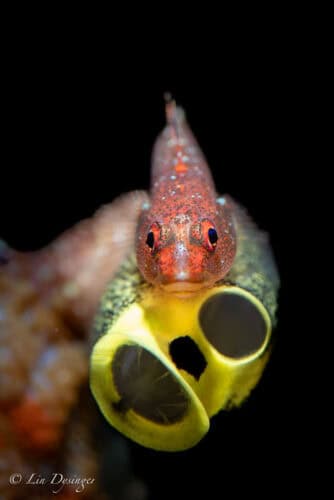 Lin NAD Lembeh