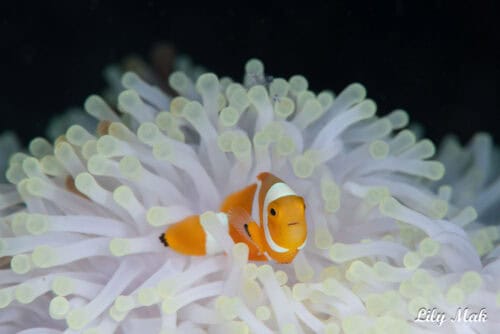 Lily NAD Lembeh