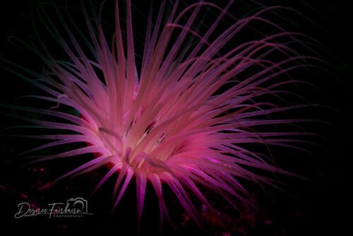 Desiree NAD Lembeh
