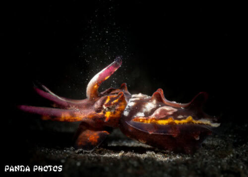 Chris NAD Lembeh