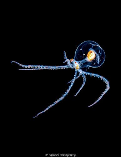 Raj NAD Lembeh
