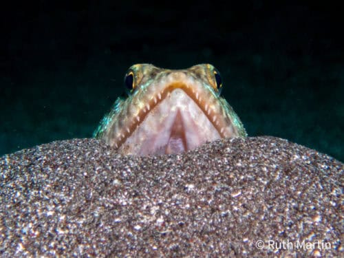 Ruth NAD Lembeh
