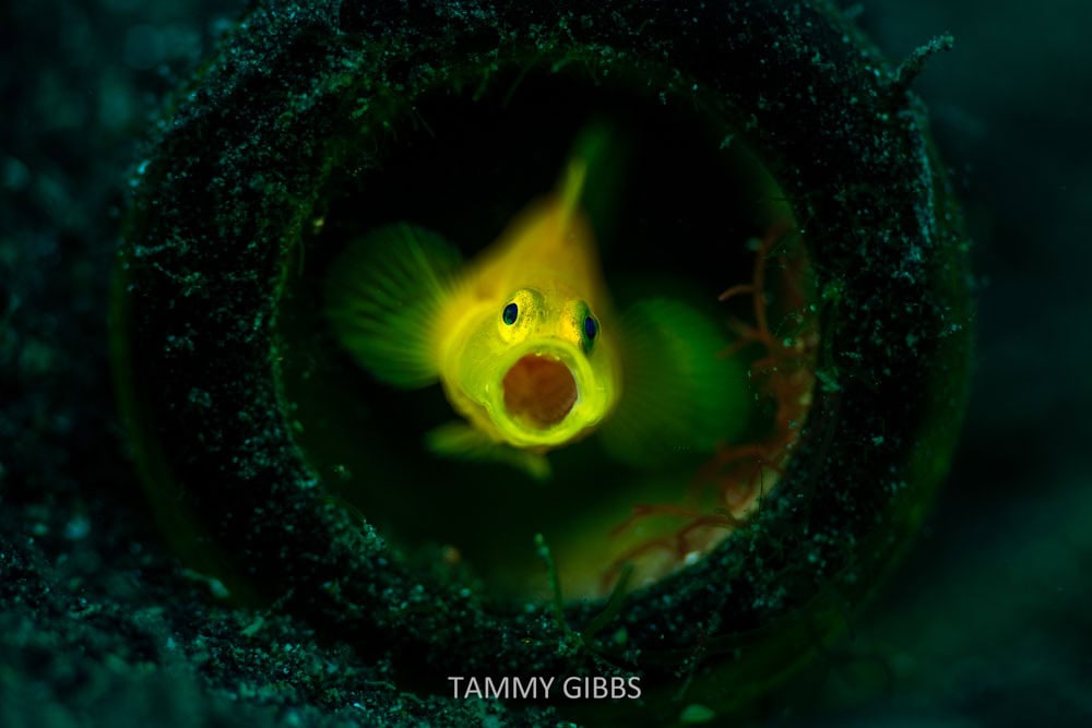 Tammy NAD Lembeh