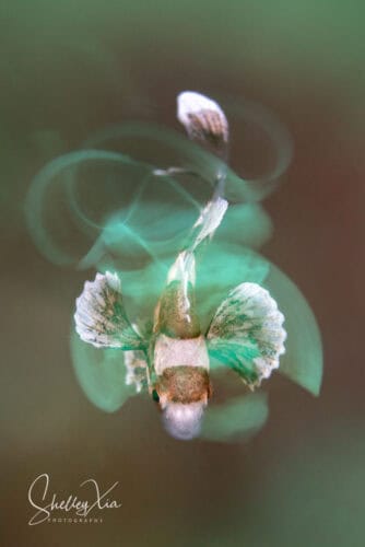 Shelley NAD Lembeh