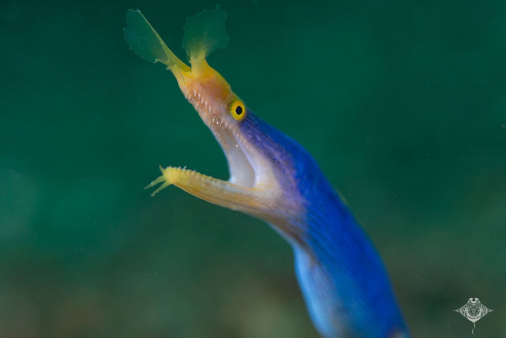 Blue Ribbon Eel