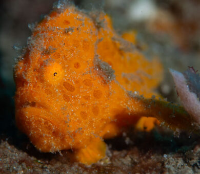 Frogfish