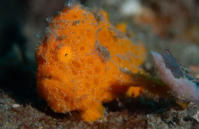 Frogfish