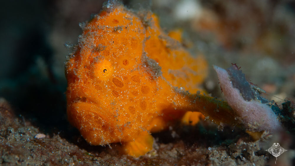 Frogfish