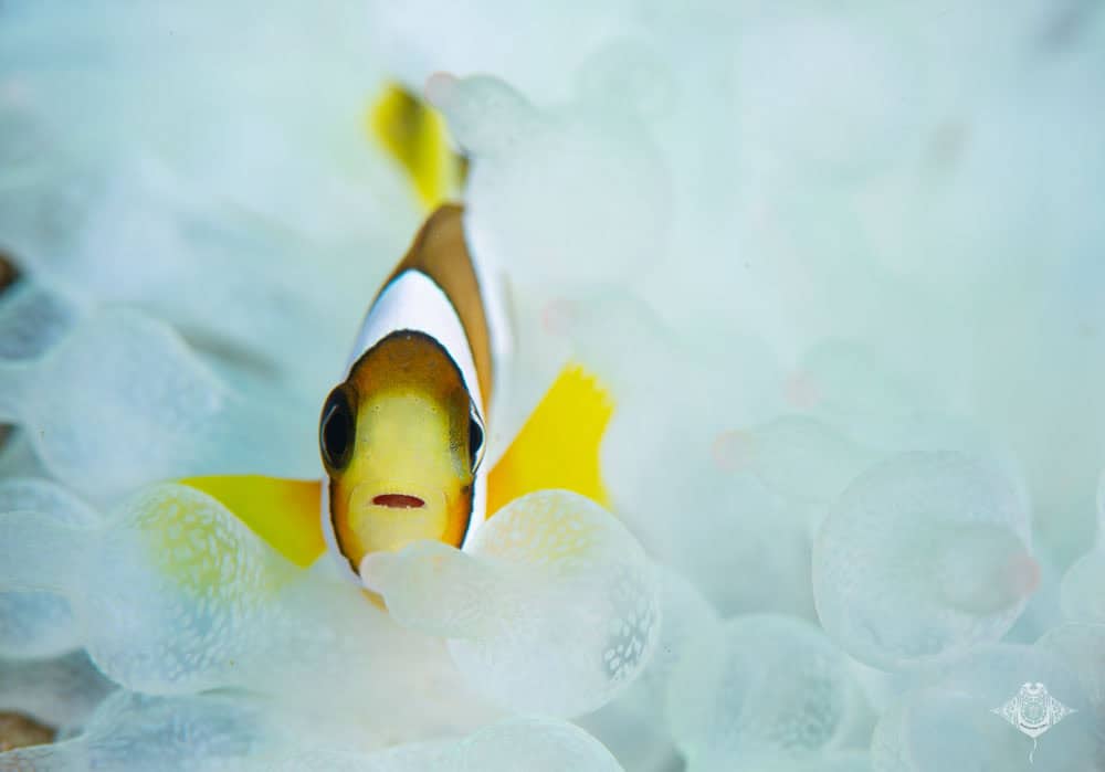 Subyek Foto Ikan Badut Lembeh