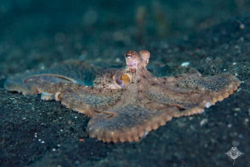 Long Arm Octopus - Lembeh Photo Subjects