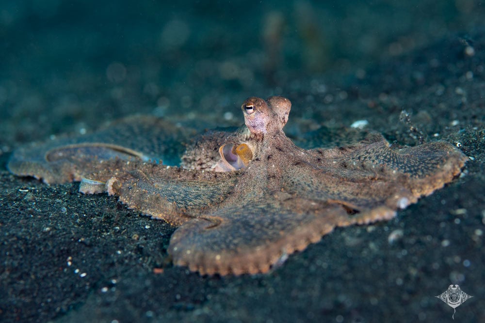 Gurita Lengan Panjang - Subjek Foto Lembeh