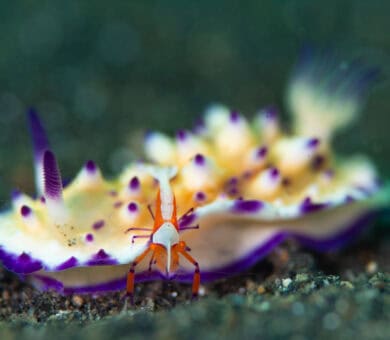 Emperor Shrimp on a Nudibranch