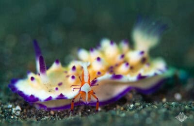 Emperor Shrimp on a Nudibranch