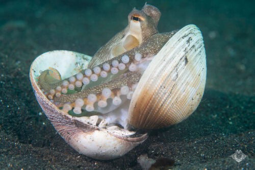 Coconut Octopus
