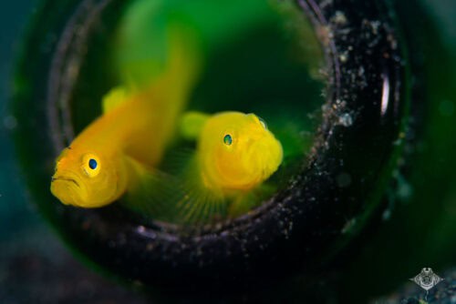 Lemon Goby Lembeh Photo Subjects