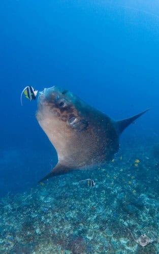 Mola Five Must Shoot Underwater Photo Subjects in Bali