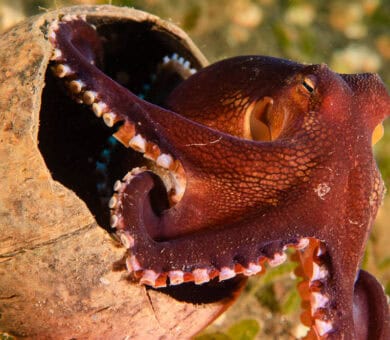 Coconut Octopus