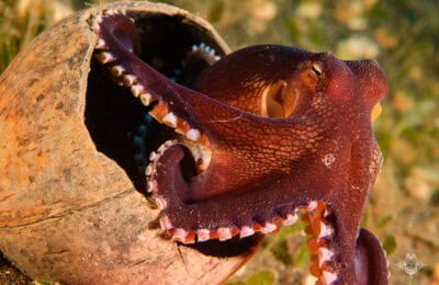 Coconut Octopus