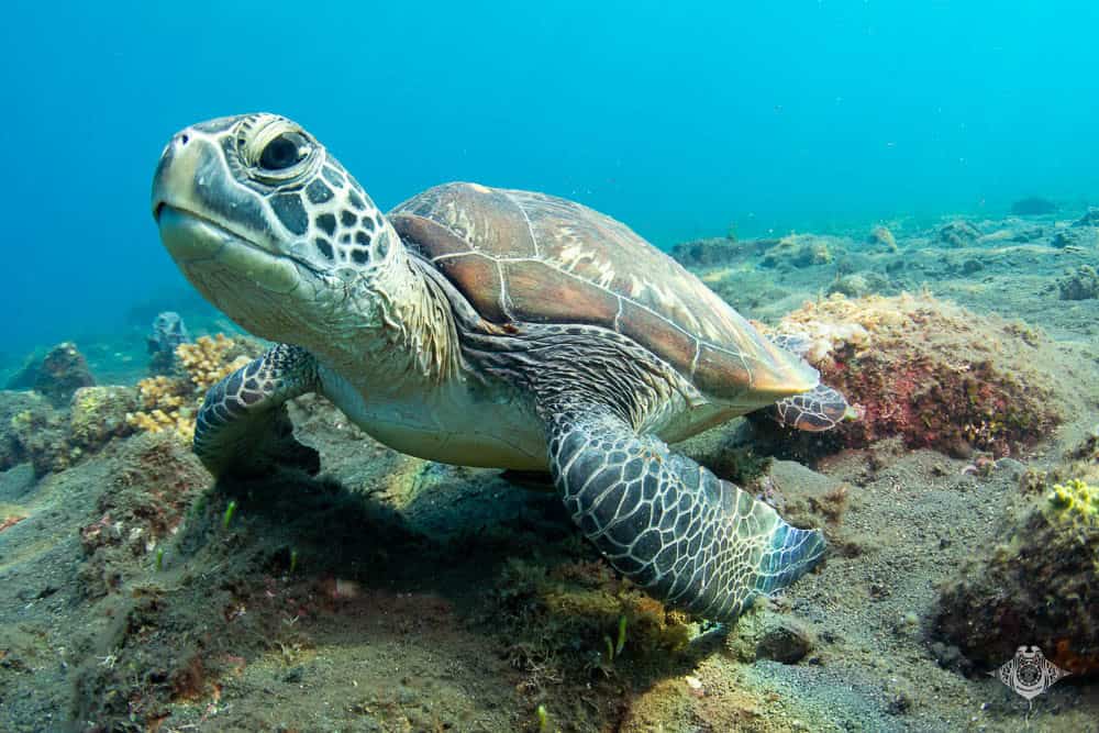 Green Turtle