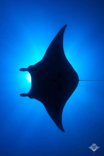 Manta Ray 
