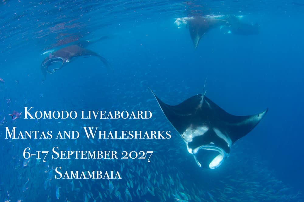 Komodo Liveaboard2027