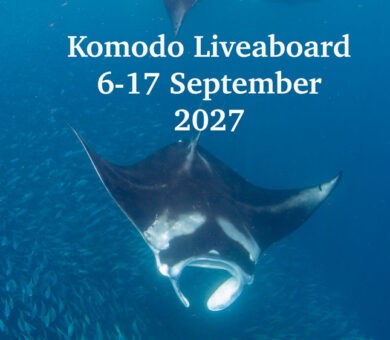 Komodoliveaboard2027