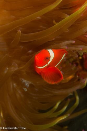 Clownfish and soft corals at Tulamben Coral Garden