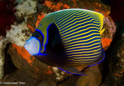 Emperor Angelfish Drop Off Tulamben