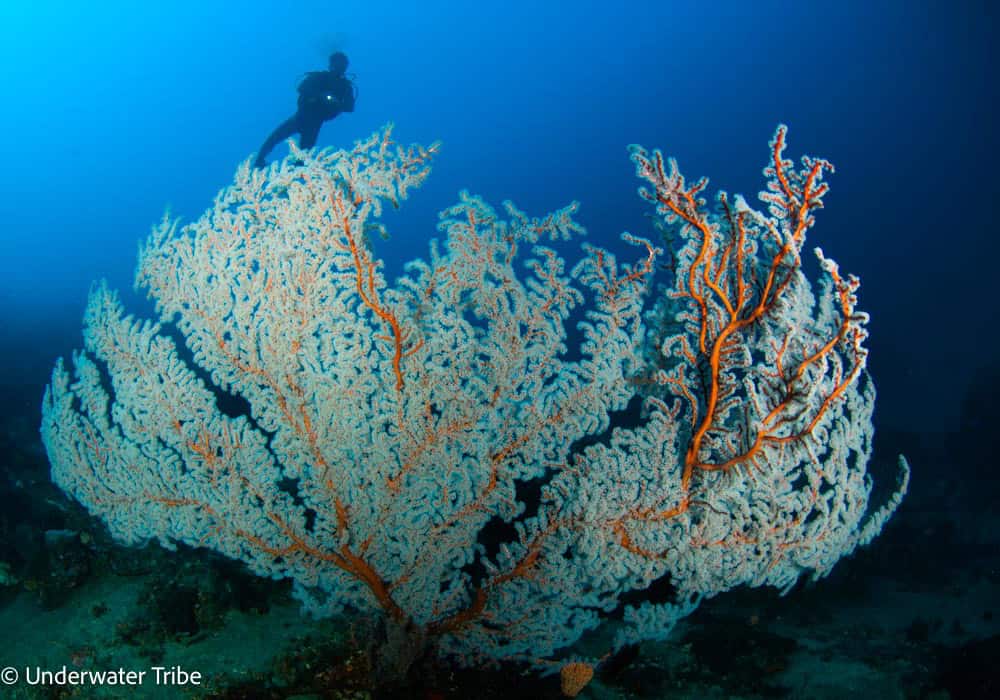 Diver and Seafan Tulamben Diving Batu Kelebit