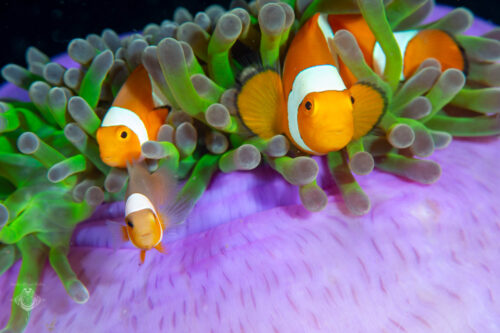 Anemonefish