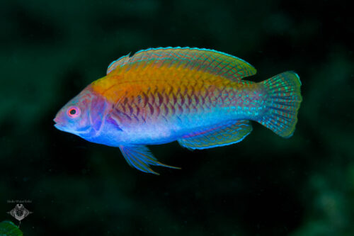 Wrasse