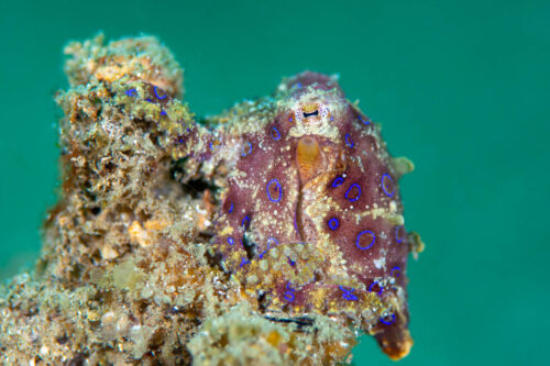 Blue Ring Octopus