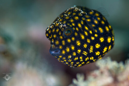 Pufferfish