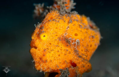 Frogfish