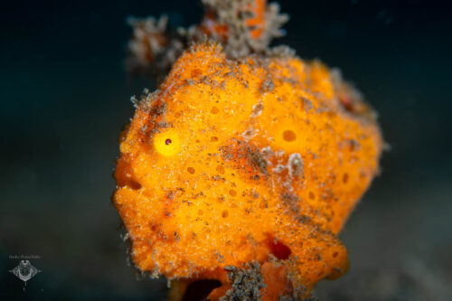 Frogfish