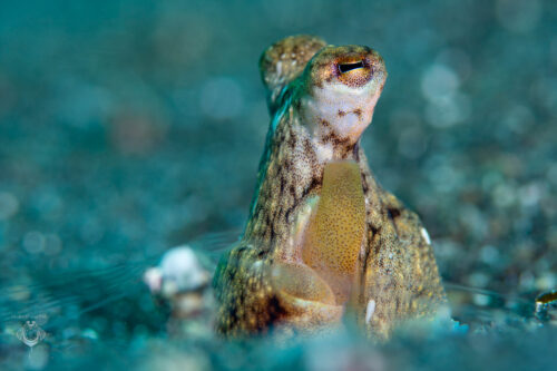 Long Arm Octopus