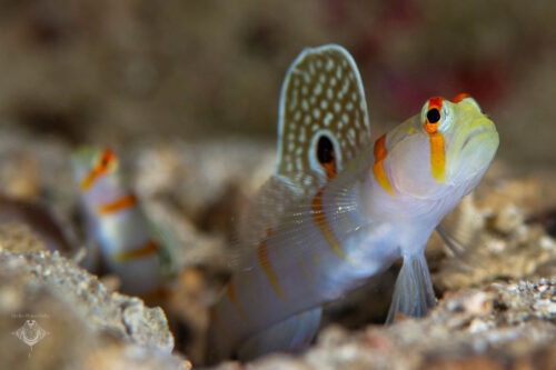 Randalls Goby